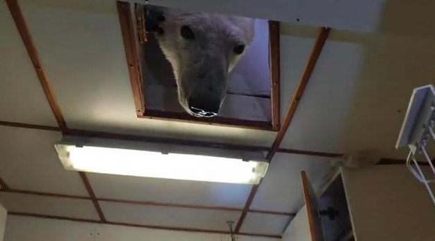 Een hongerige ijsbeer komt piepen in de keuken van een schip