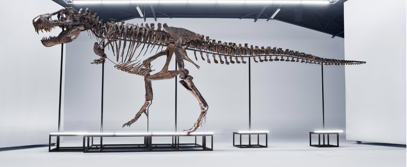 Het beroemde dinosaurusskelet van Tyrannosaurus rex Trinity