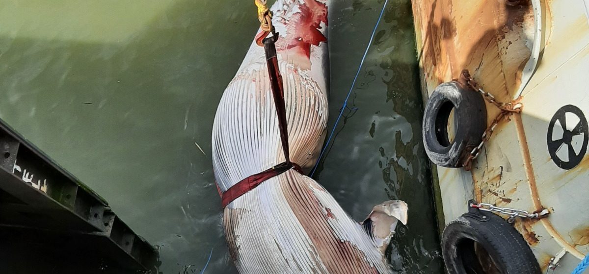 Dode walvis aangetroffen in Deurganckdok