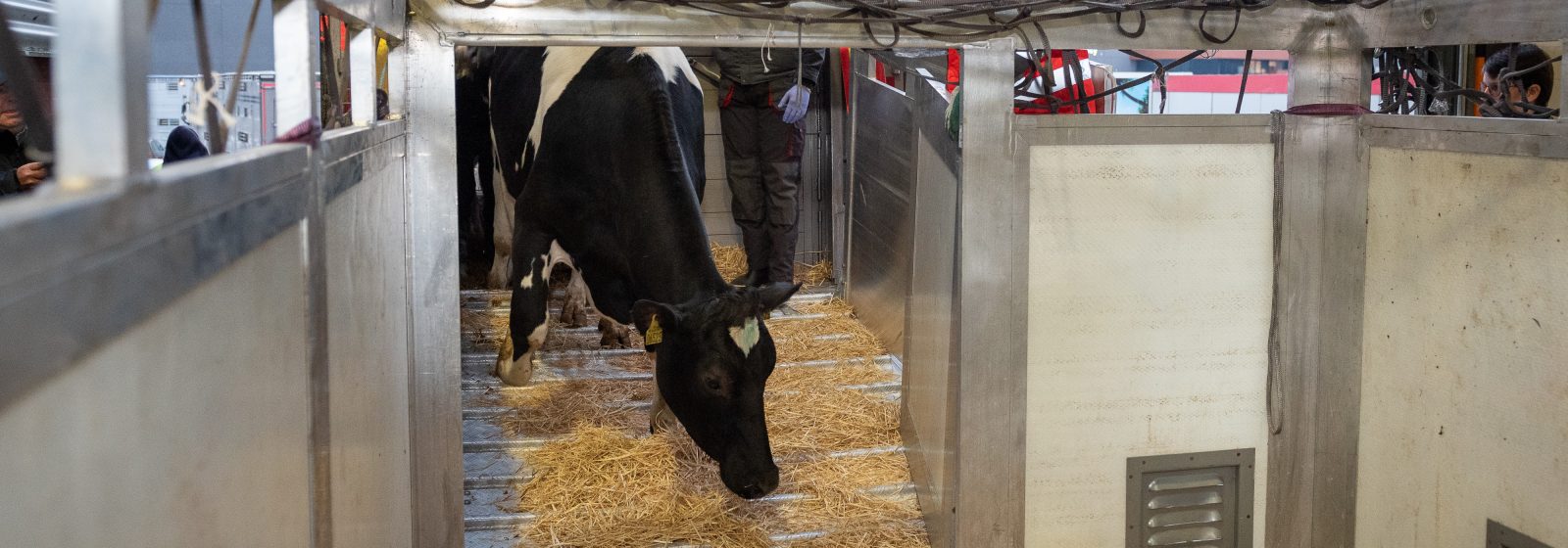 Vervoer van koeien op de Luikse luchthaven