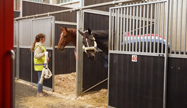 Paarden worden verzorgd op Liege Airport. (archief)